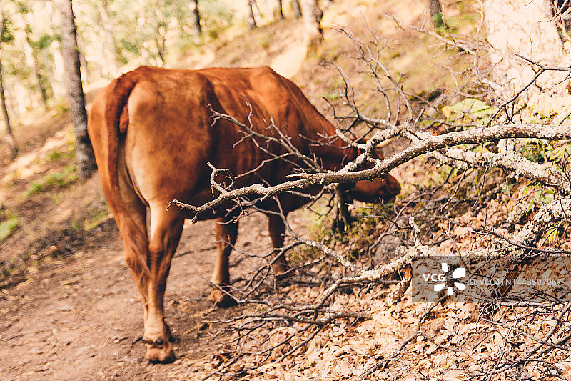 一群棕色奶牛在森林里吃草图片素材
