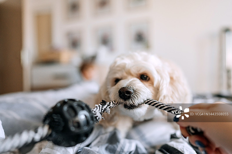 可爱的小狗和主人一起玩绳索玩具图片素材