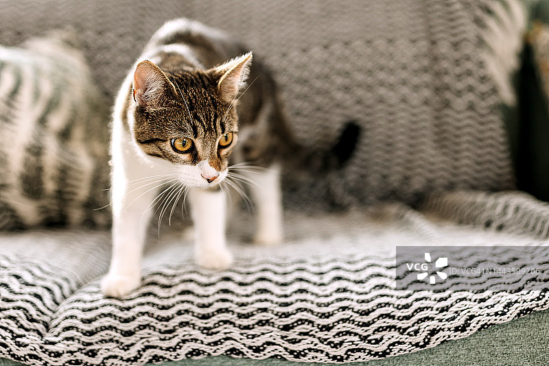 站在沙发上的可爱小猫肖像图片素材