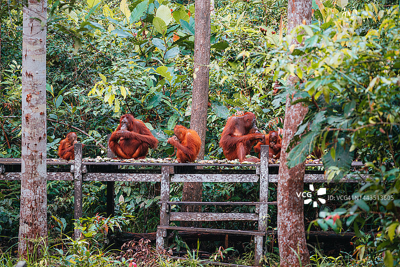 婆罗洲红毛猩猩喂食站图片素材