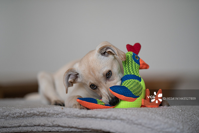 混血品种小狗图片素材