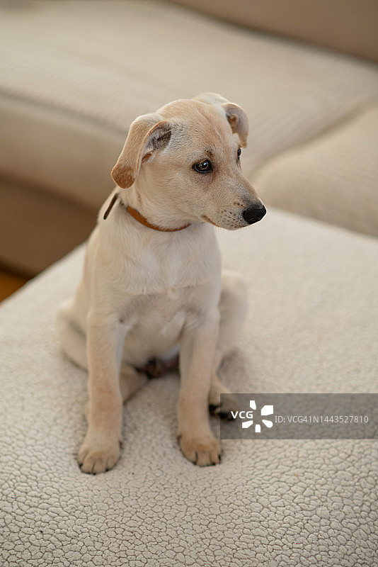 混血品种小狗图片素材