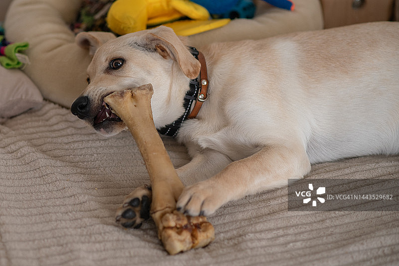 混血品种小狗图片素材