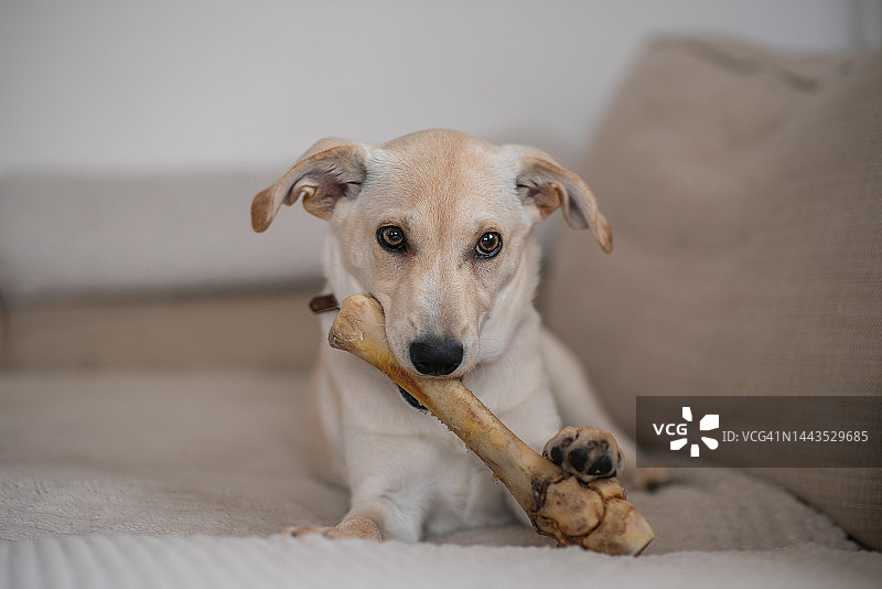 混血品种小狗图片素材