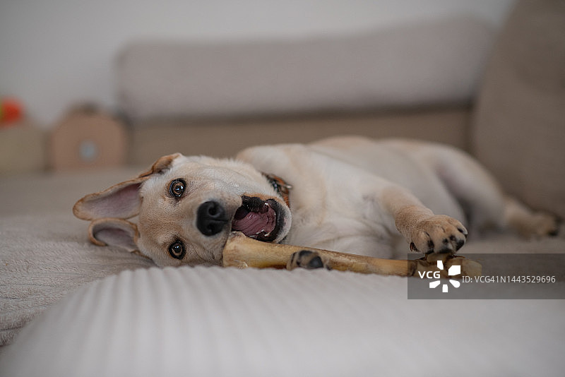 混血品种小狗图片素材