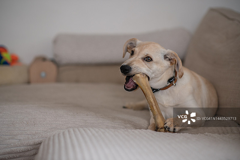 混血品种小狗图片素材