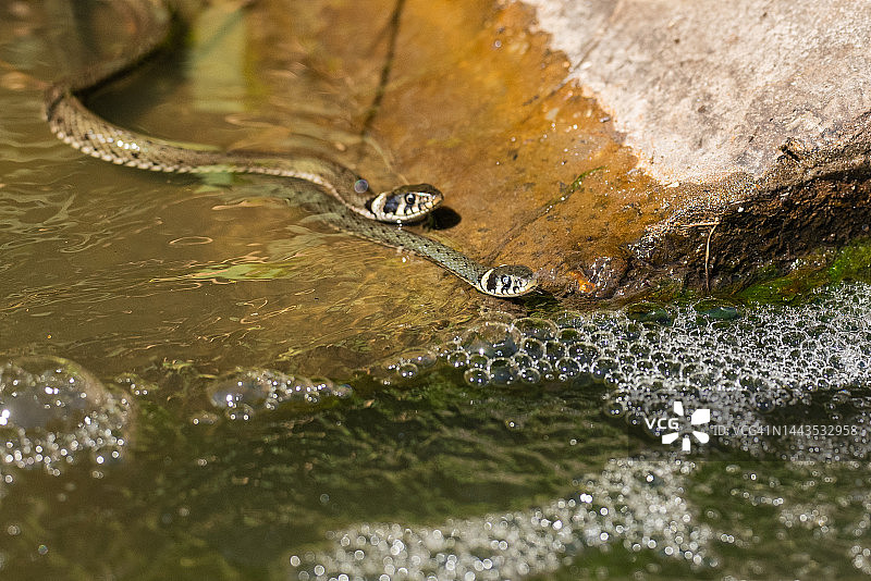 欧洲草蛇图片素材