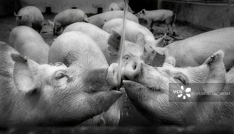 亲吻的猪图片素材