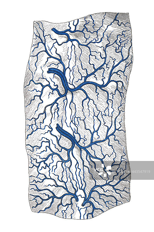 人体循环系统古老彩色石印插图—十二指肠门静脉根部分支图片素材