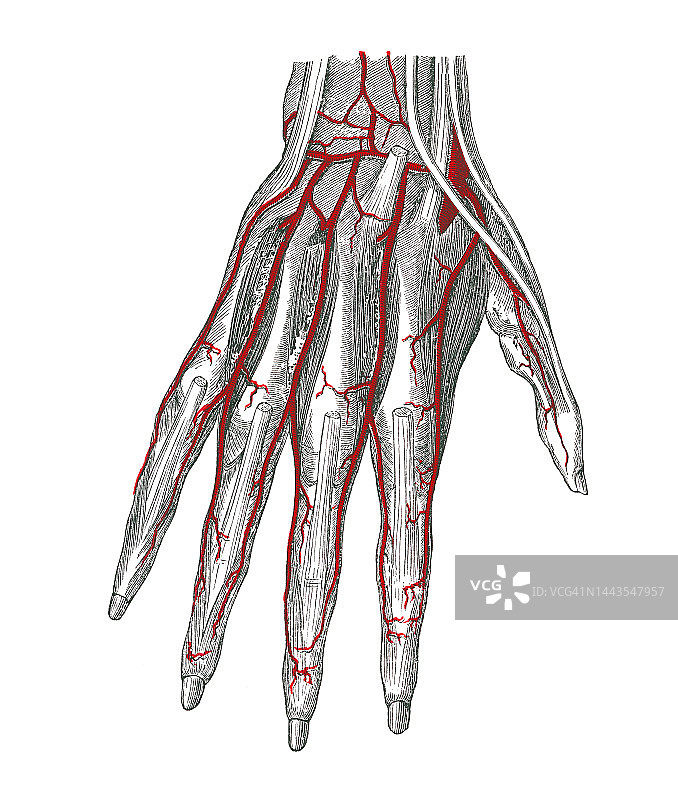 人体循环系统动脉彩色石印插图：手部动脉图片素材