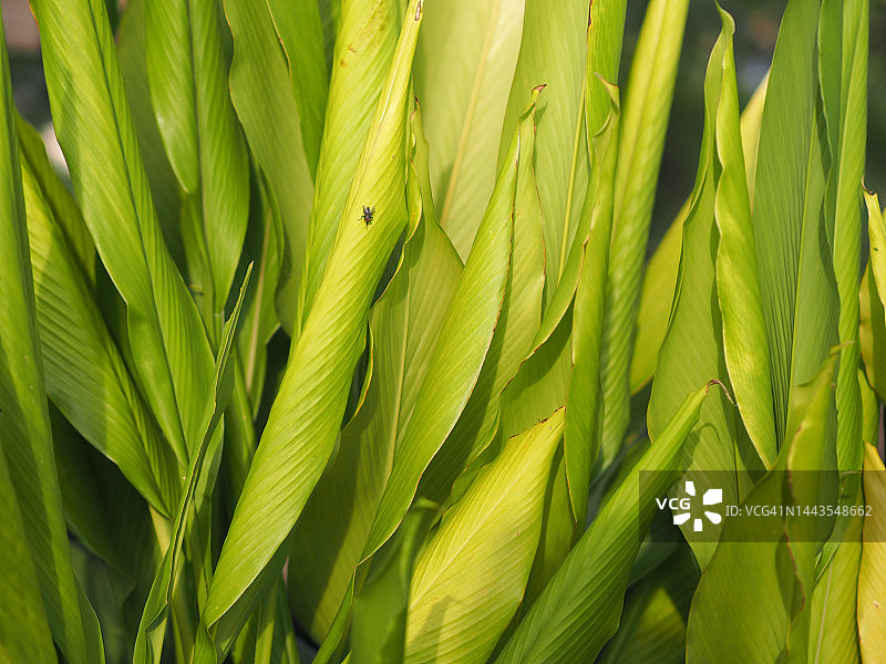 高良姜绿色叶子自然背景图片素材