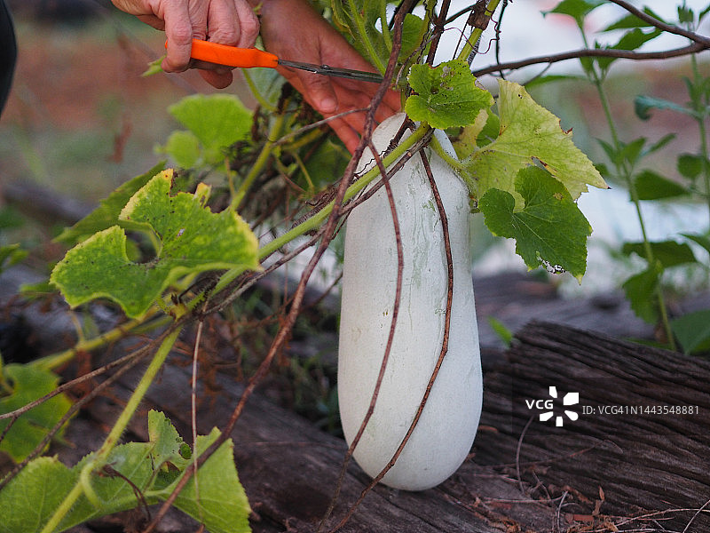 西葫芦，南瓜图片素材