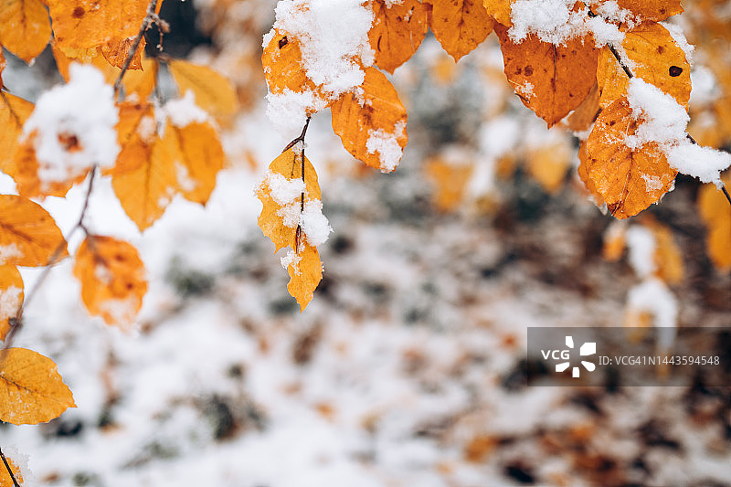 秋叶初雪抽象背景，留白图片素材