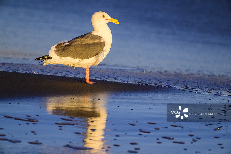 西鸥(西鸥)图片素材