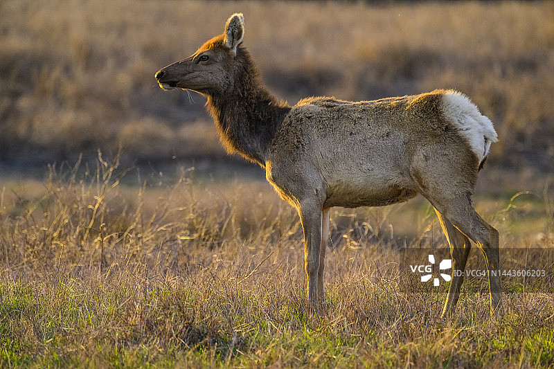 图莱麋鹿图片素材
