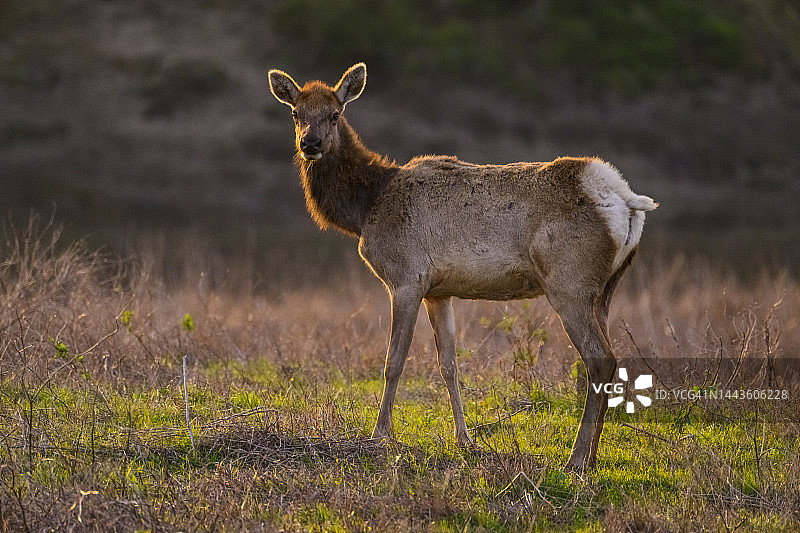 图莱麋鹿图片素材