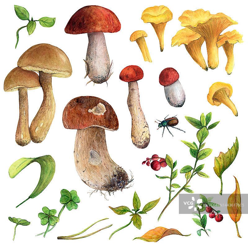 食用森林蘑菇、牛肝菌、鸡油菌、白蘑以及越橘和树叶的水彩素材图片素材