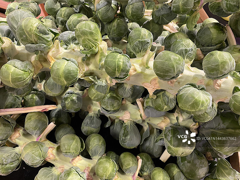 球芽甘蓝图片素材