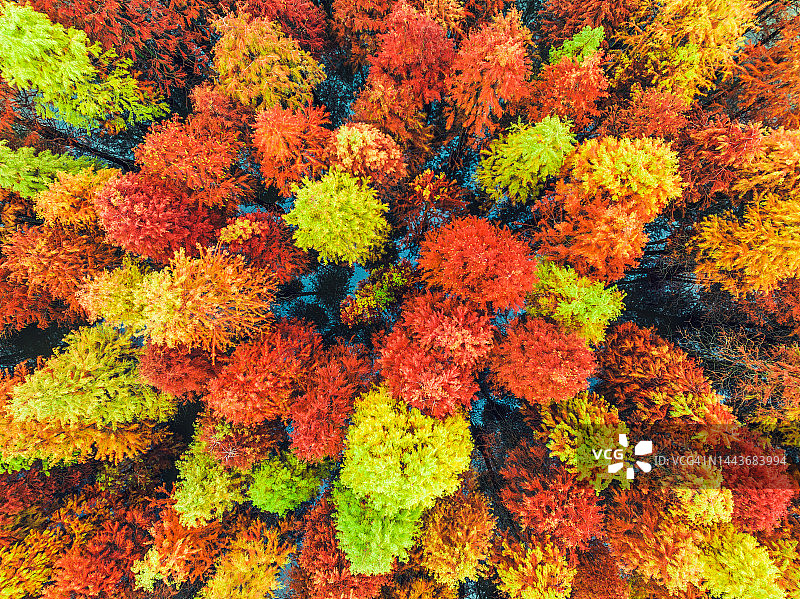 湖上秋季森林的航拍景色图片素材