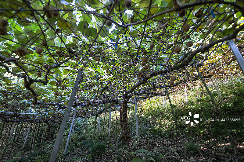 一位男性农民在他的果园里收获有机种植的猕猴桃。图片素材