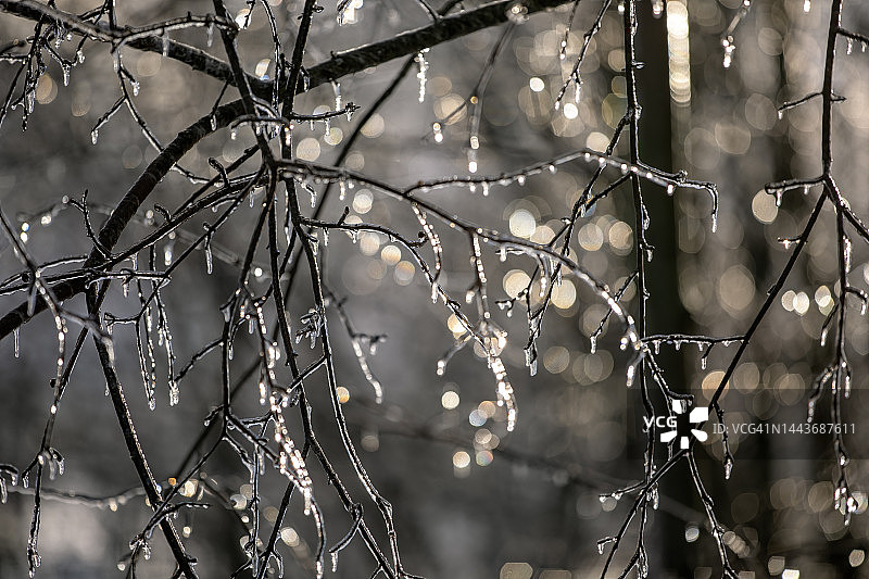 树上的雨夹雪图片素材
