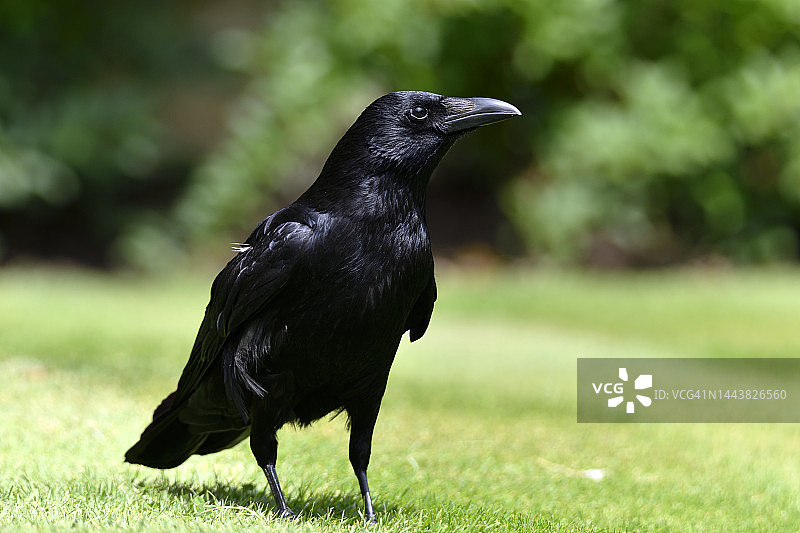 乌鸦之美图片素材