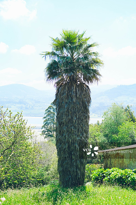 田野里的棕榈树图片素材