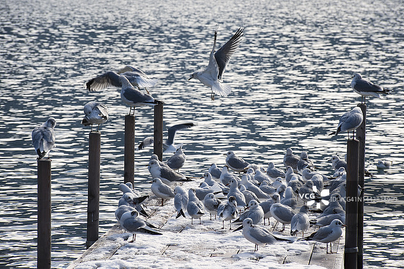 阿尔卑斯湖的普通海鸥图片素材