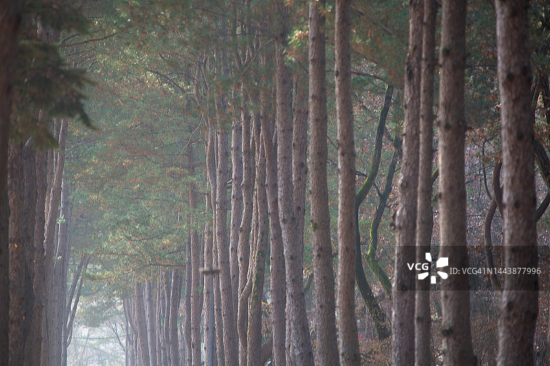 韩国南怡岛，雾中的松树隧道特写图片素材