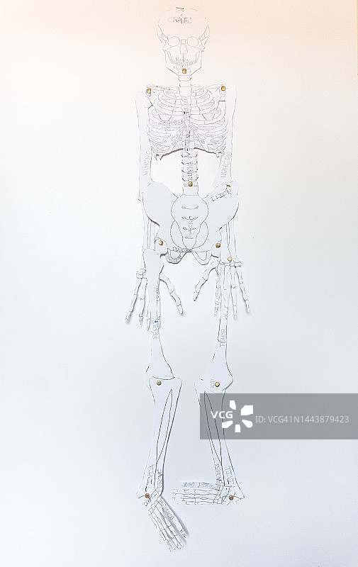 纸质人体骨骼绘画图片素材
