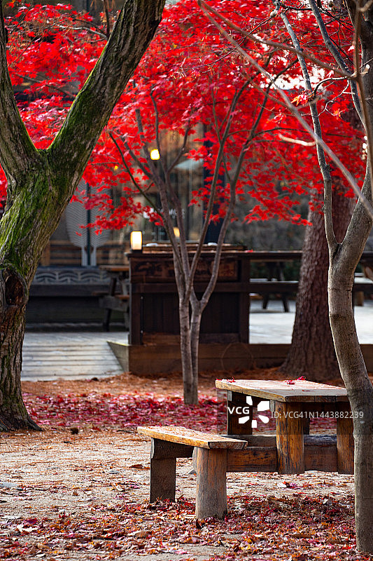 树下带红色秋叶的空木质野餐桌，南韩南怡岛美丽的秋色图片素材