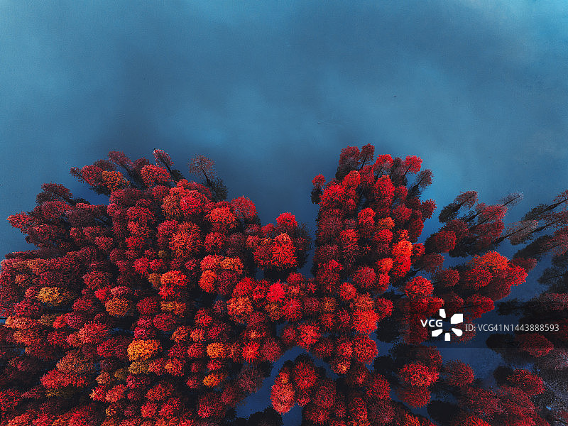 湖面上的秋季红色森林鸟瞰图图片素材