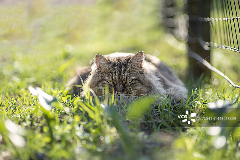 生气的猫图片素材