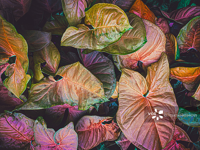 常见的彩色植物，叶子有多种尺寸和形状图片素材