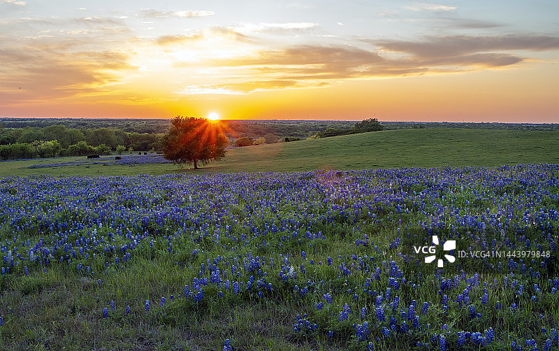 日落下的蓝帽花图片素材