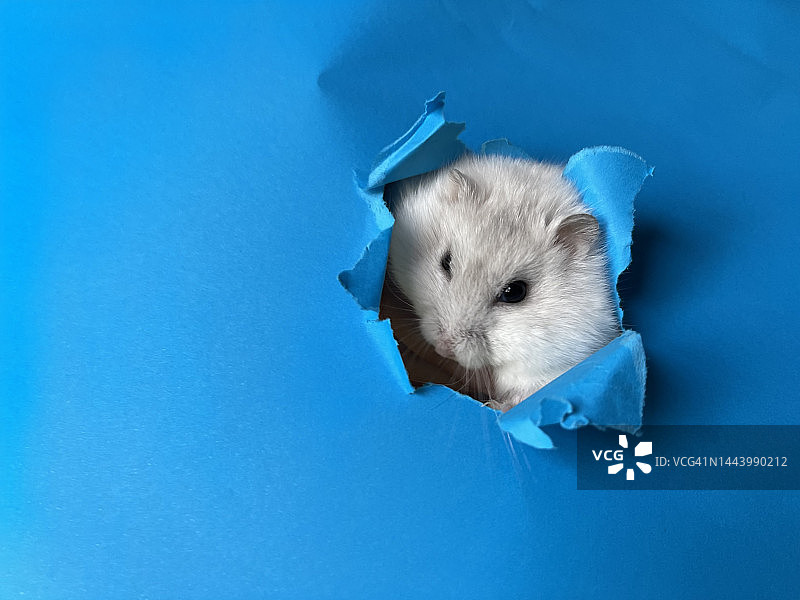 可爱的仓鼠探出蓝色窗户图片素材