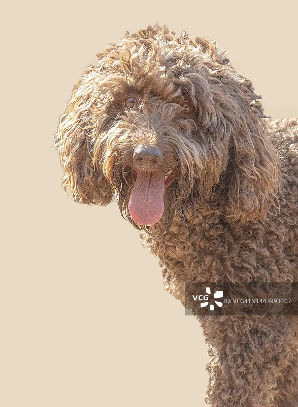 贵宾犬混血图片素材