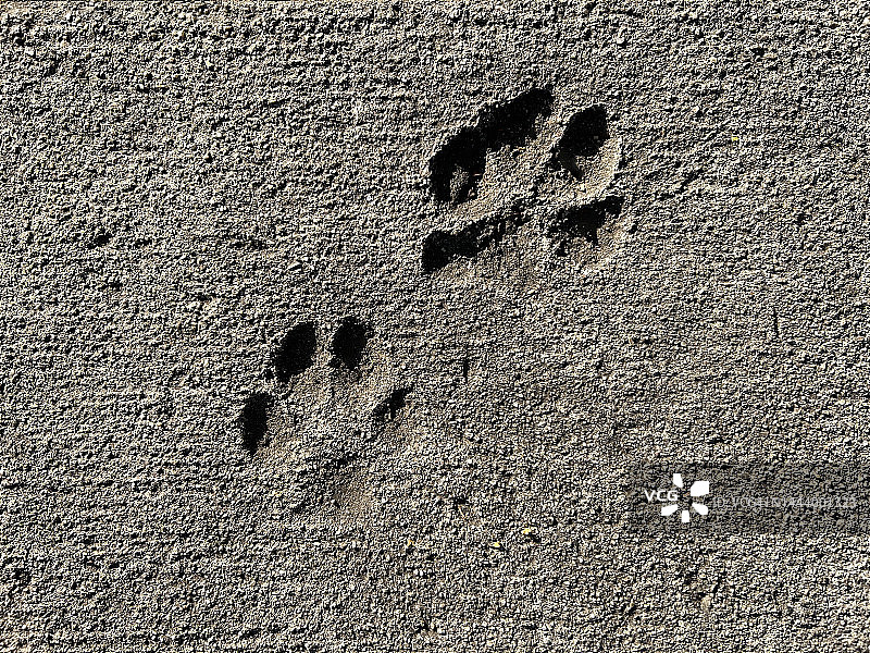 混凝土中的爪印图片素材