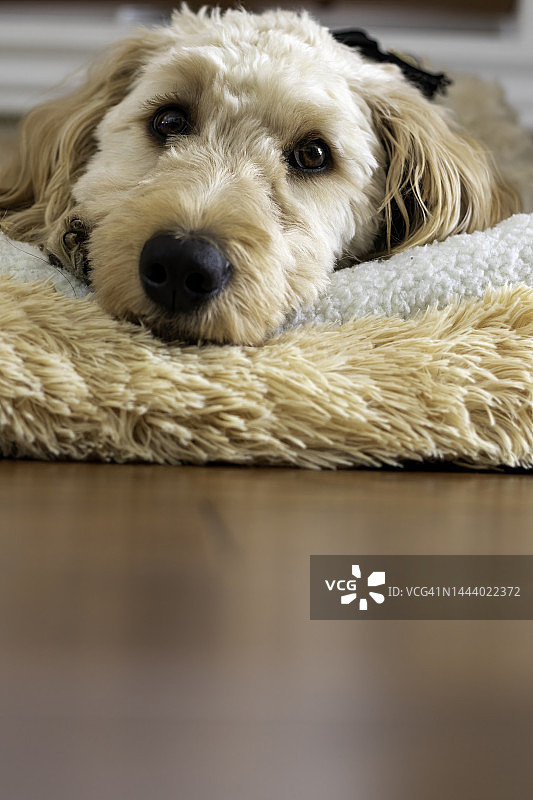 金毛贵宾犬躺在地板上图片素材