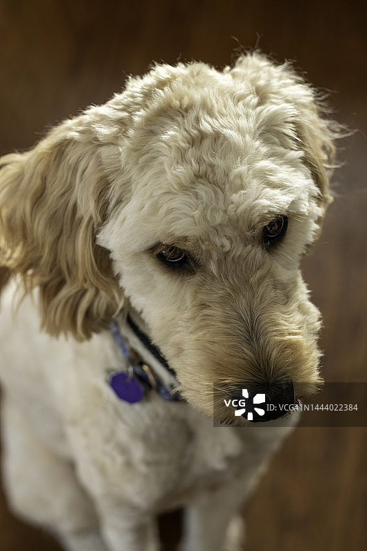 俯瞰坐在地板上的小狗图片素材