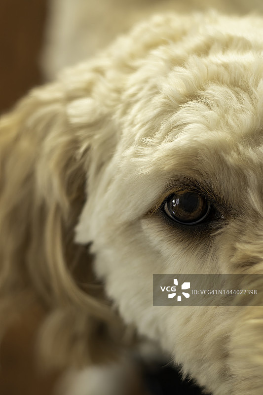 狗看着镜头特写图片素材