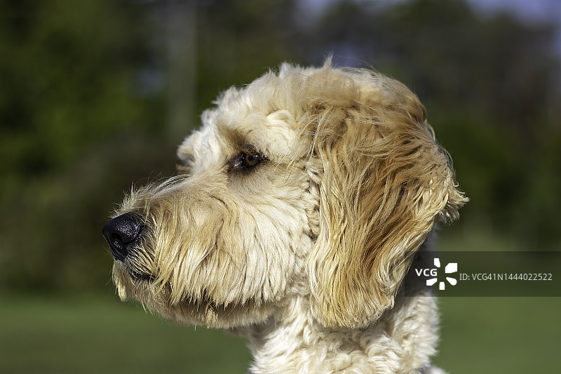 公园里的金色贵宾犬图片素材