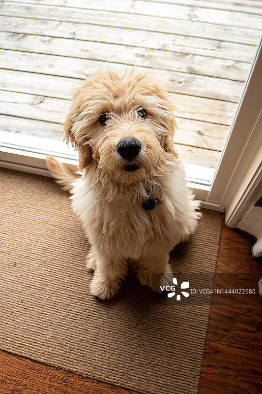 等待外出的幼犬图片素材