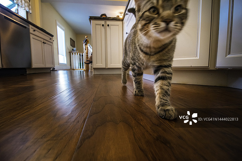 虎斑猫穿过房子图片素材