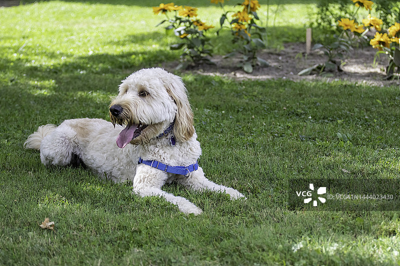 金毛贵宾犬在后院放松图片素材