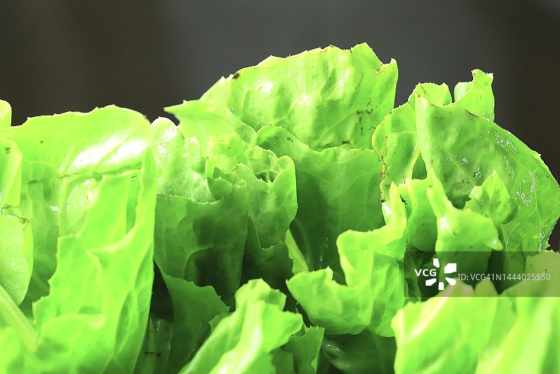 罗马生菜图片素材