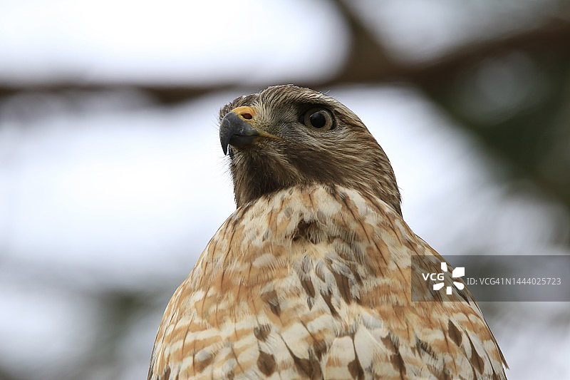 野生鹰鸟肖像图片素材