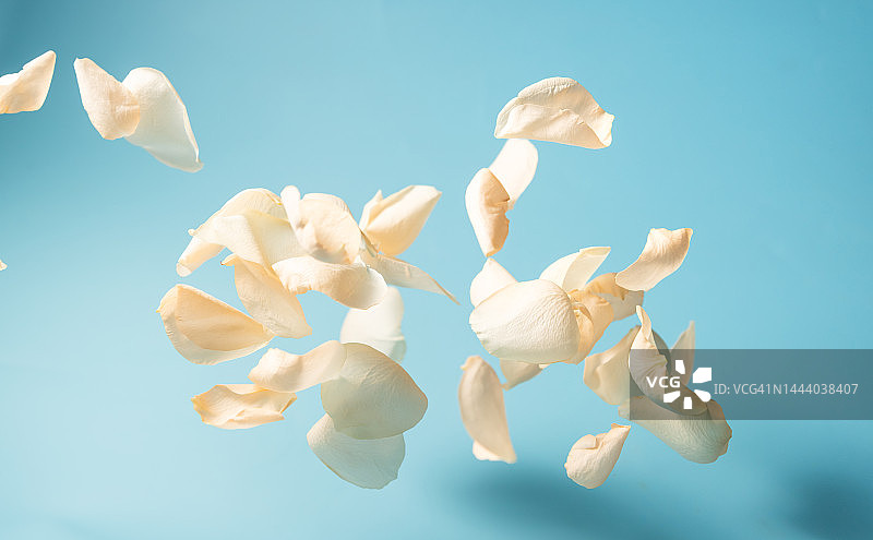 蓝色背景上的玫瑰花瓣图片素材