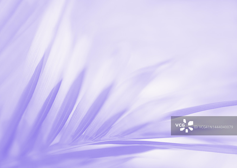 薰衣草色和白色的棕榈叶图片素材