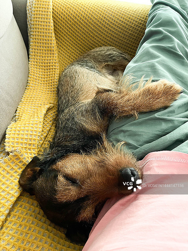 午睡时间，年轻的刚毛腊肠犬在沙发上拥抱主人睡觉图片素材